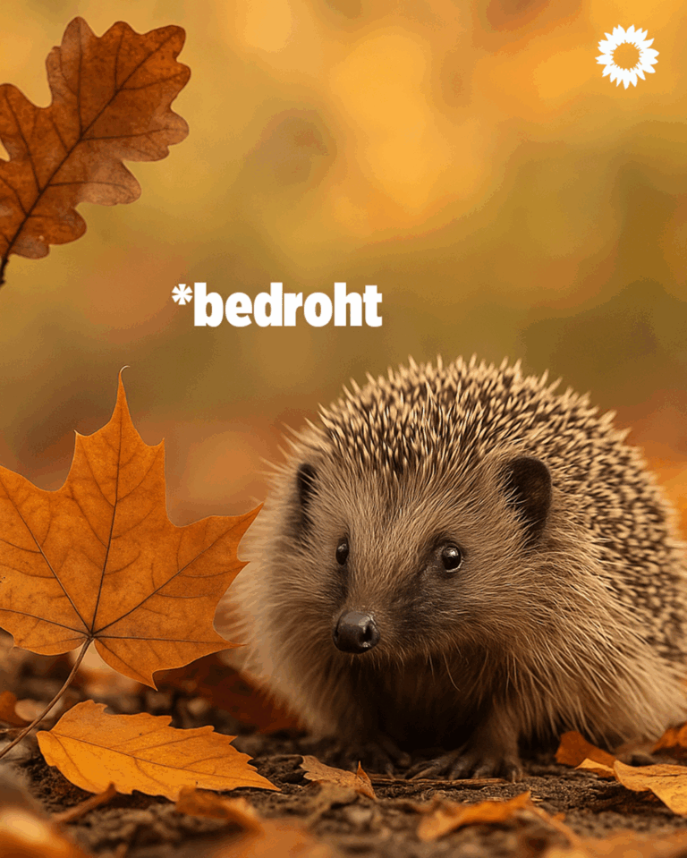 🍂🦔 Bedrohte Igel – warum wir JETZT handeln müssen! 🦔🍂